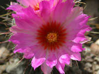 Thelocactus bicolor var. schottii