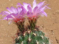 Thelocactus bicolor var. mapimensis