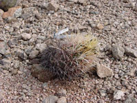 Thelocactus bicolor subsp. flavidispinus