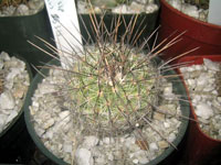 Thelocactus conothelos subsp. aurantiacus