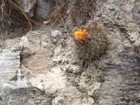 Thelocactus conothelos subsp. aurantiacus