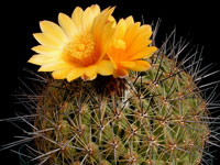 Thelocactus conothelos subsp. aurantiacus