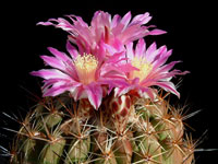 Thelocactus conothelos var. saussieri