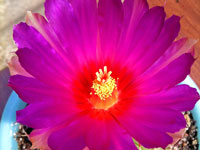 Thelocactus heterochromus var. longispinus