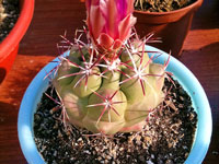 Thelocactus heterochromus var. longispinus