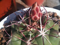 Thelocactus heterochromus var. longispinus