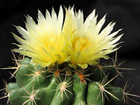 Thelocactus leucacanthus f. Rio Moctezuma