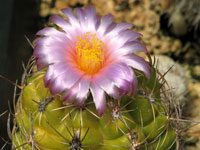 Thelocactus leucacanthus subsp. schmollii