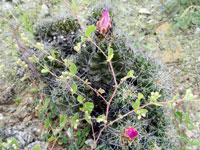 Thelocactus leucacanthus subsp. schmollii