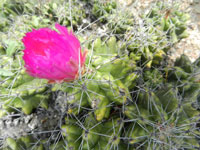 Thelocactus leucacanthus subsp. schmollii