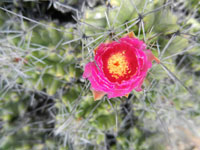 Thelocactus leucacanthus subsp. schmollii