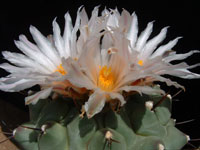 Thelocactus rinconensis subsp. phymatothelos