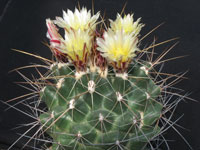 Thelocactus tulensis var. panarottoanus