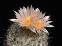 Turbinicarpus beguinii var. albiflorus