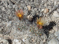 Turbinicarpus beguinii subsp. hintoniorum