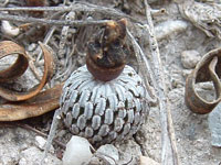 Turbinicarpus pseudopectinatus var. rubriflorus