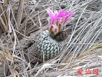 Turbinicarpus pseudopectinatus var. rubriflorus