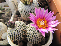 Turbinicarpus pseudopectinatus var. rubriflorus