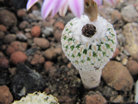 Turbinicarpus pseudopectinatus var. rubriflorus