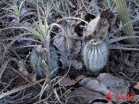 尤伯球 subsp. pectinifera