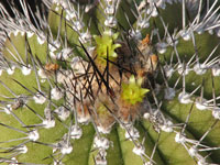 Uebelmannia pectinifera var. pseudopectinifera