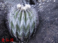 尤伯球 subsp. pectinifera