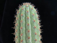 Weberbauerocereus cuzcoensis