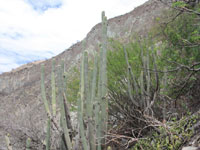 Weberbauerocereus cuzcoensis