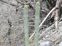 Weberbauerocereus cuzcoensis