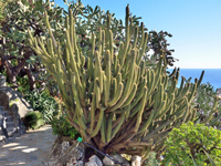 Weberbauerocereus cuzcoensis