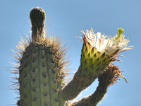 Weberbauerocereus cuzcoensis