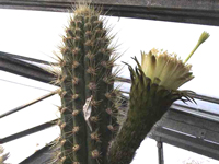 Weberbauerocereus cuzcoensis