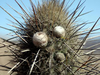 Weberbauerocereus rauhii