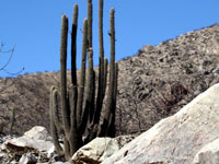 Weberbauerocereus rauhii