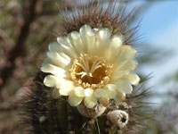 xPacherocactus orcuttii